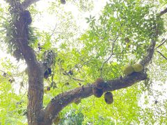 -中国科学院西双版纳热带植物园