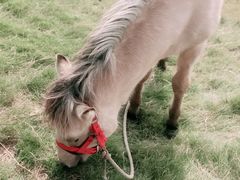 -武汉紫薇都市田园