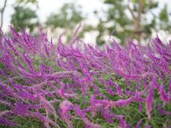 -上海山野camping·户外天幕烧烤·团建拓展营地