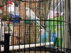 -丽江庭院之丽江往事(安定门店)
