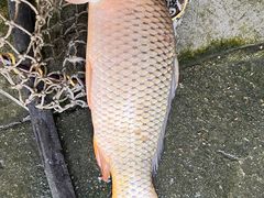 -庆岭迎宾园正宗活鱼馆