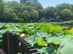 -陈家山荷花公园