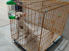 -翊宠yipet猫狗购宠庄园犬舍•猫舍