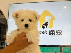 -翊宠yipet猫狗购宠庄园犬舍•猫舍