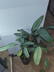 -众刺纹画·纹身·穿孔饰品·海娜定制