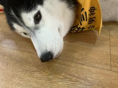 -Husky Go! 哈士奇体验馆·宠物咖啡厅狗咖