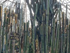 -深圳仙湖植物园