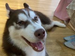 -Husky Go! 哈士奇体验馆·宠物咖啡厅狗咖