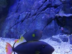 -成都浩海立方海洋公园