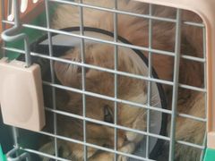 -伟伟宠物医院·瑞派猫友好医院·猫科(光谷店)
