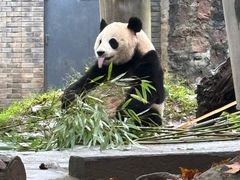 -都江堰中华大熊猫苑