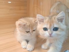 -猫十亿·布偶金渐层·曼基康矮脚猫舍(青年路店)
