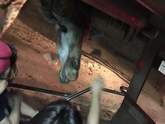 -清迈夜间动物园