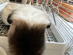 -吉丁鸟咖·异宠·寄养