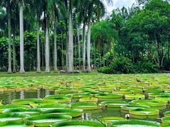 -中国科学院西双版纳热带植物园