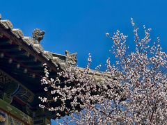 -善化寺