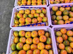 -双福水果批发市场