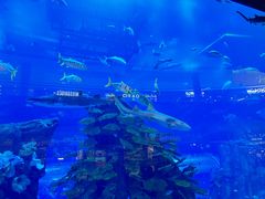 -迪拜水族馆及水下动物园