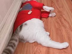-喵zoo家庭繁育猫舍(尖东智能花园店)