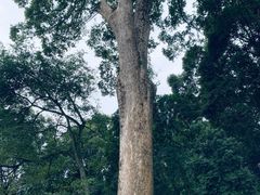 -都江堰普照寺