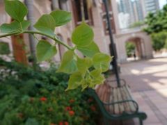 android_upload_pic-香港大学