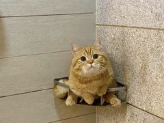 -猫岛主趣味餐厅(鼓浪屿店)