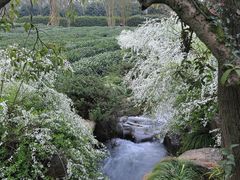 -中国茶叶博物馆(双峰馆区)