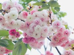-天适樱花悠乐园