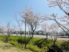 -羊山湖公园