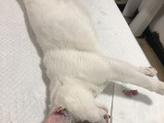-灵美宠物诊所