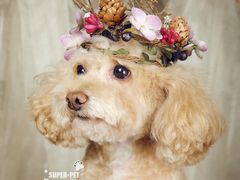 -超宠爱宠物摄影-Super pet