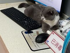 -伟伟宠物医院·瑞派猫友好医院·猫科(光谷店)