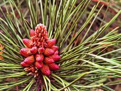 -北京西山国家森林公园