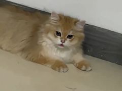 -lincat·猫舍(广州店)