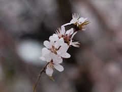 -圣·阿列克谢耶夫教堂