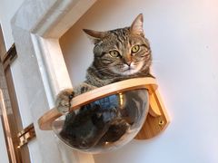 -Catmate·猫肥家润(金润铂宫店)