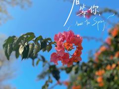 -天适樱花悠乐园