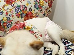 -柴迷FANS CLUB·柴犬狗咖·猫咖