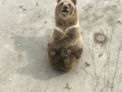 -哈尔滨北方森林动物园