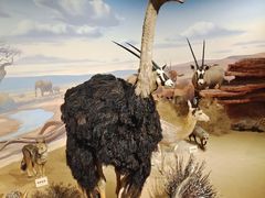 -陕西自然博物馆