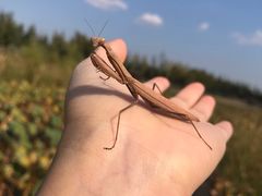 -羊亭河湿地公园