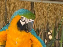 -西霞口神雕山野生动物世界