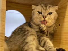 -猫咪派对(江南西店)