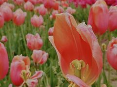 -杭州湾海上花田景区