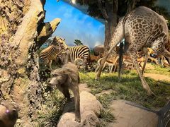 -国家自然博物馆