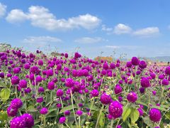 -径山花海