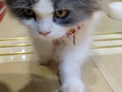 -小猫来了·猫舍(红山六九七九店)