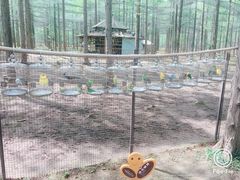 -黄海国家森林公园