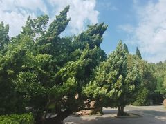 -蓬莱阁景区