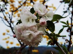 -天适樱花悠乐园